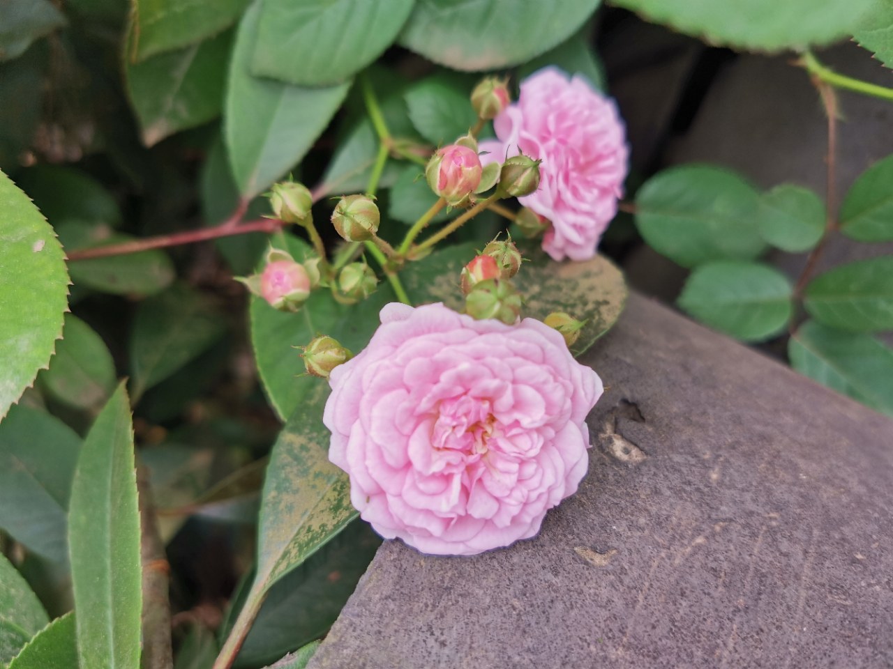 乡村小院围墙上的重瓣蔷薇,美的难舍难离