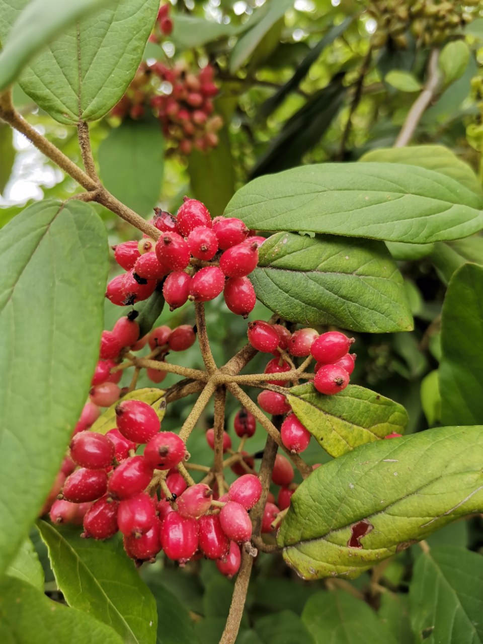 漂亮的烟管荚蒾