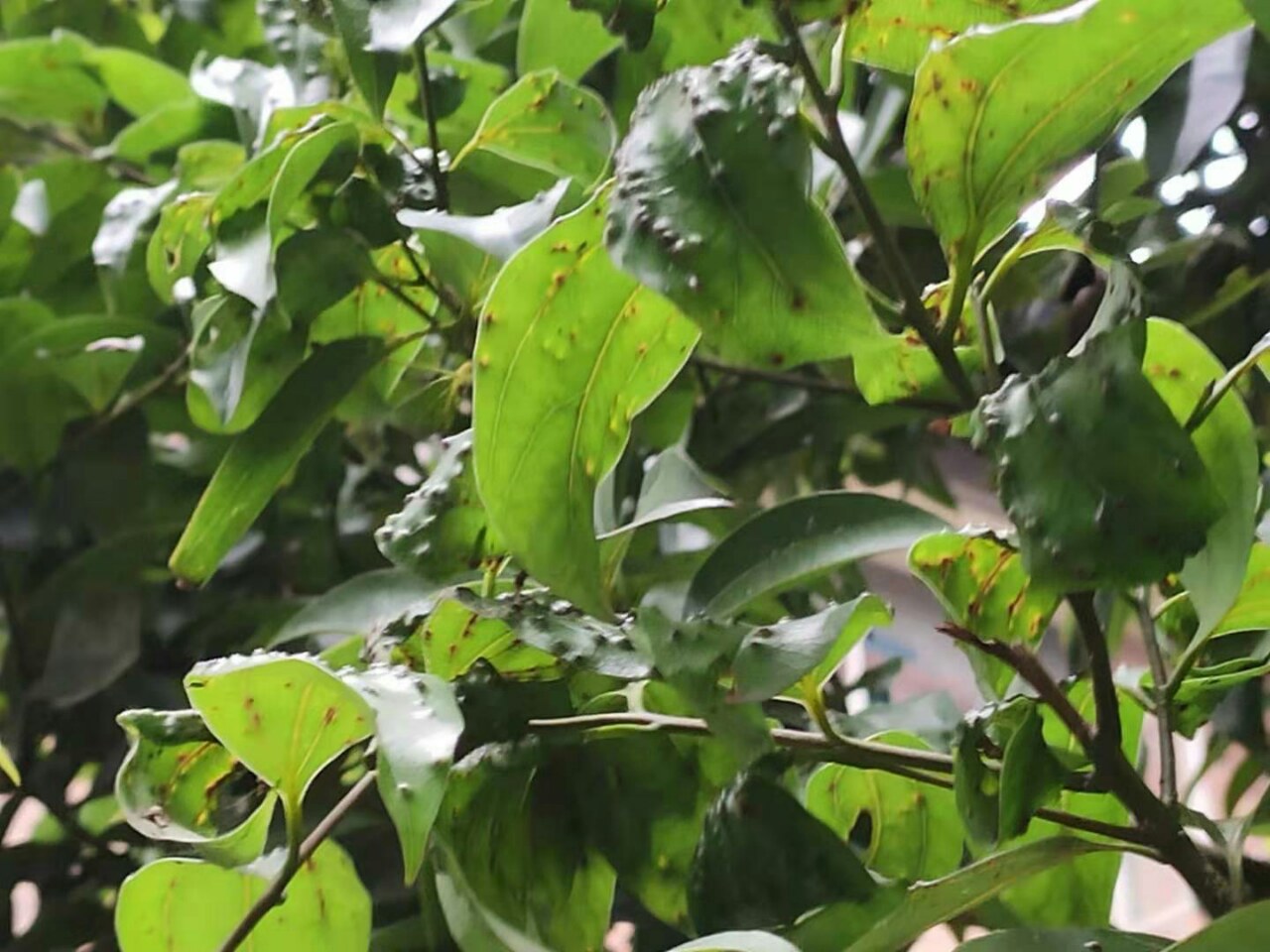 树叶上鼓起泡泡,就像人身上长得水痘,看起来有点不舒服.