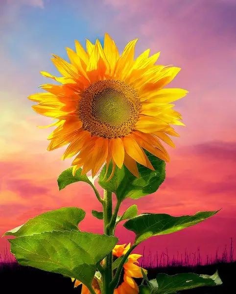 太阳花及其花语:太阳,沉默的爱,爱慕.