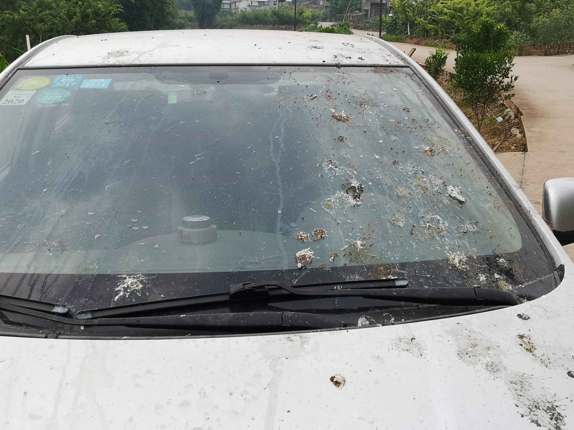 轿车在资阳乡村公路上停一夜,挡风玻璃上好多鸟屎