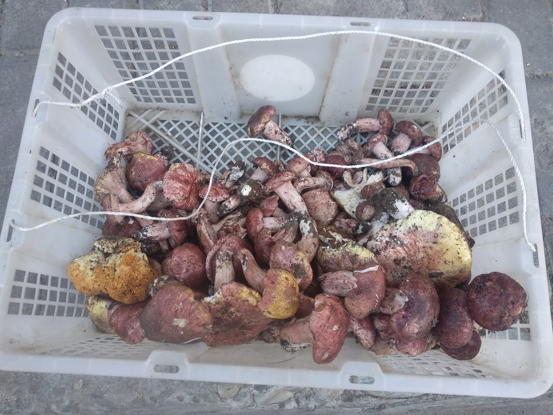 3,獐子菌今年35元一斤,往年15-20元一斤