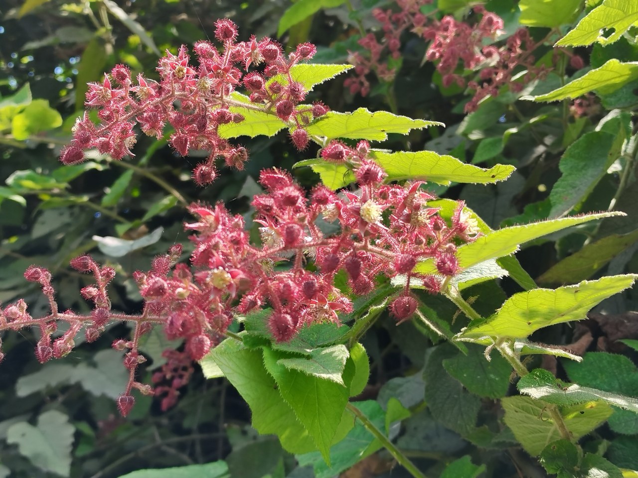 为什么叫"老虎泡"