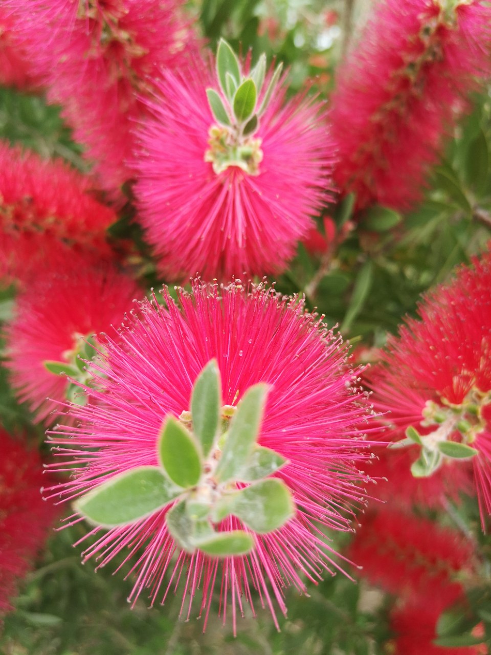 欣赏:鲜艳夺目的"红千层"花
