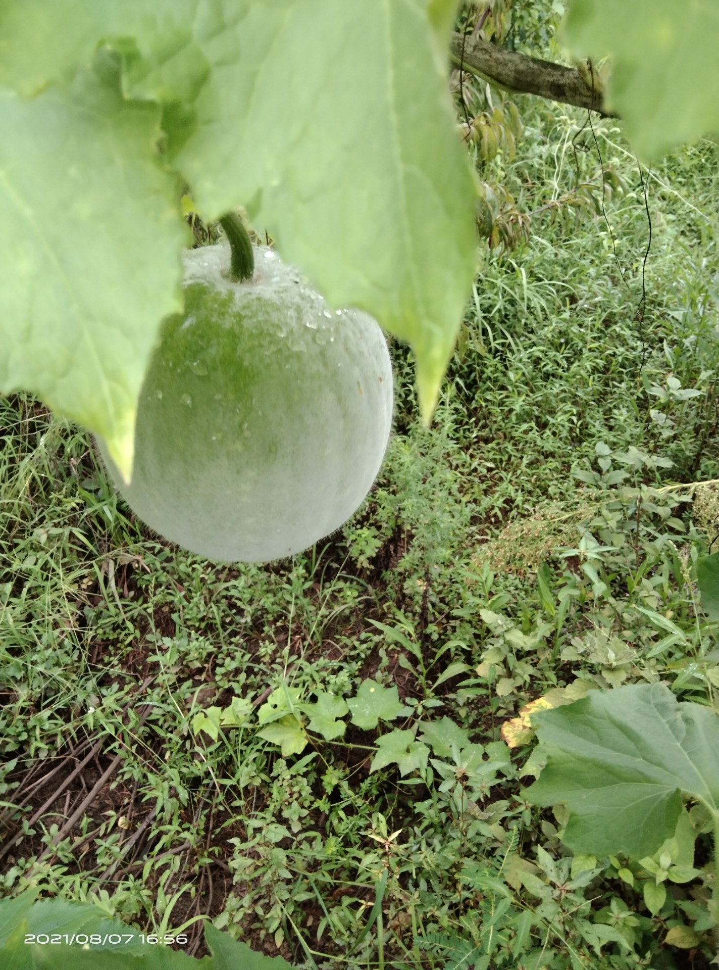 妈妈栽一窝粉冬瓜,乖的很而且很好吃