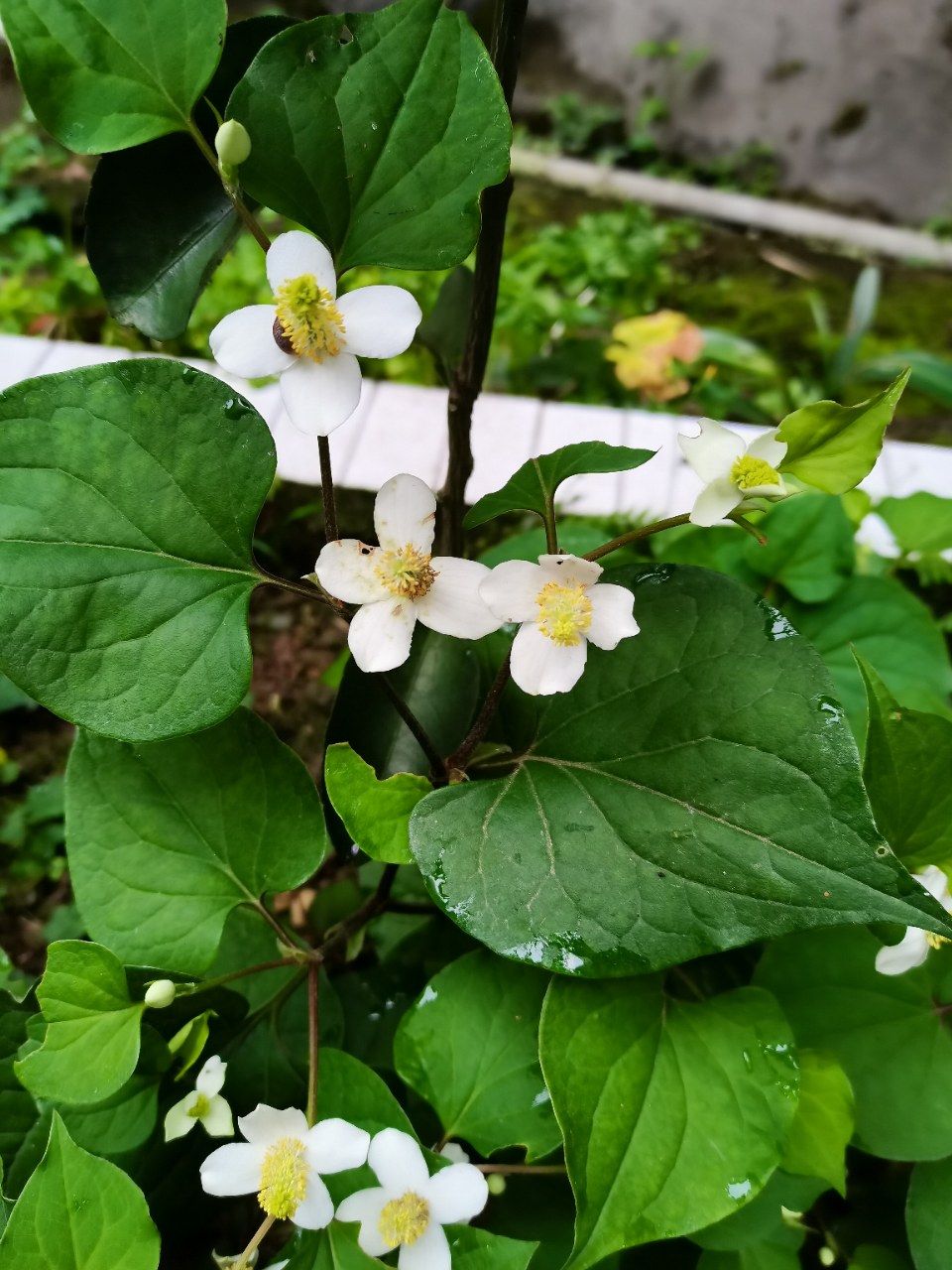 折耳根花你见过吗?