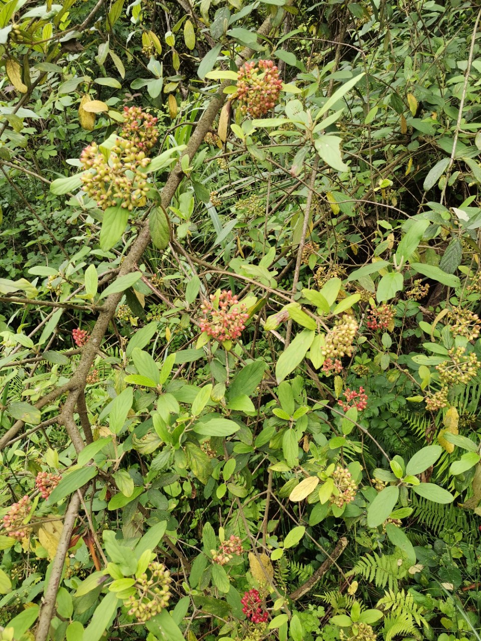 漂亮的烟管荚蒾