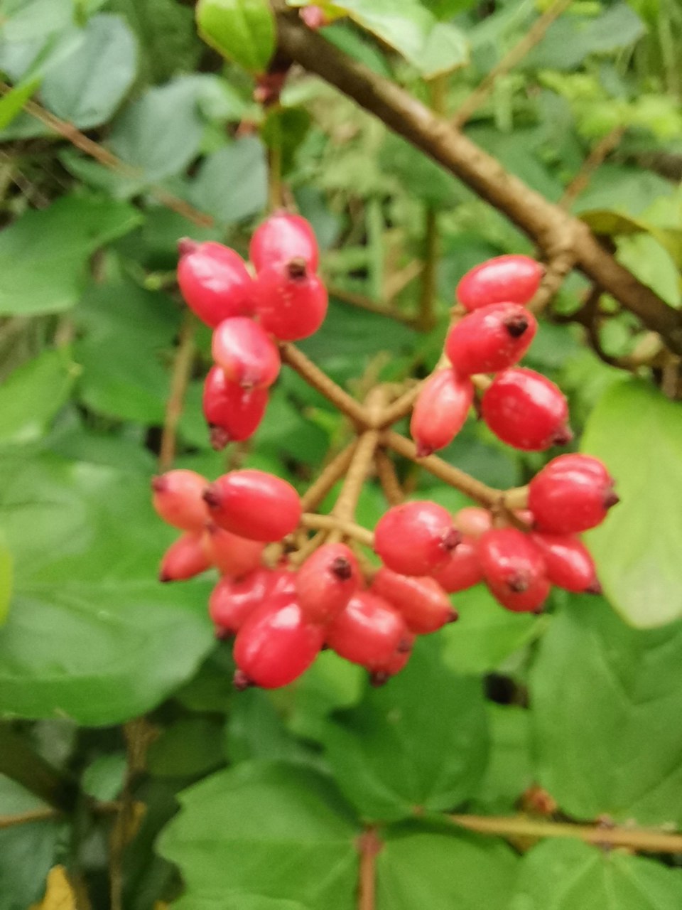 漂亮的烟管荚蒾