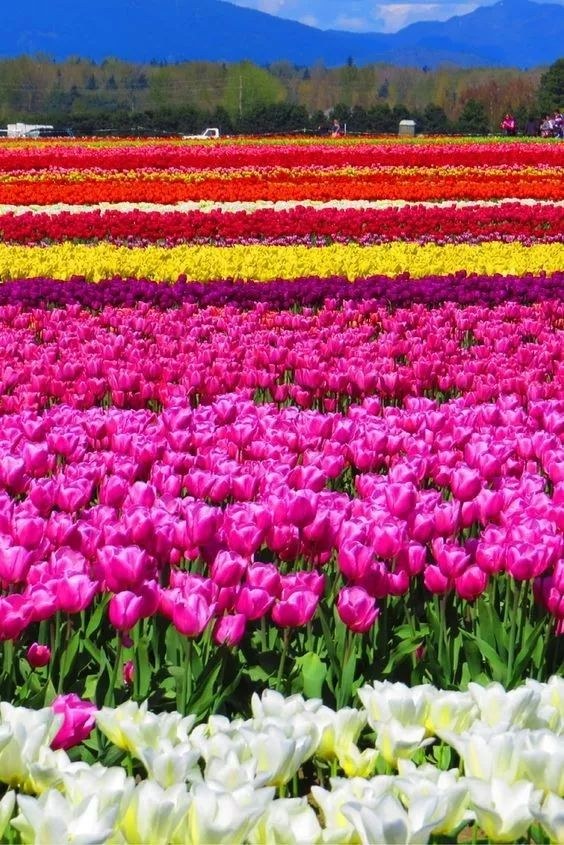 浪漫唯美的六月花海