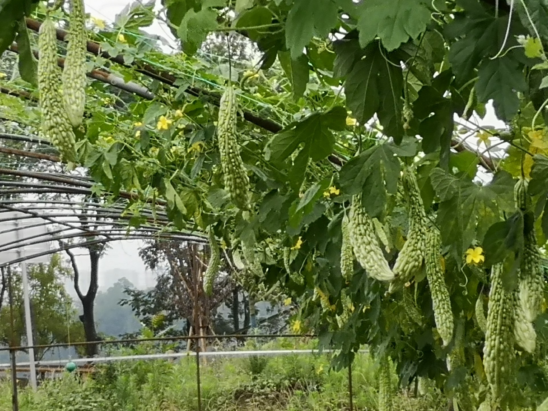 冬季苦瓜大棚种植图片