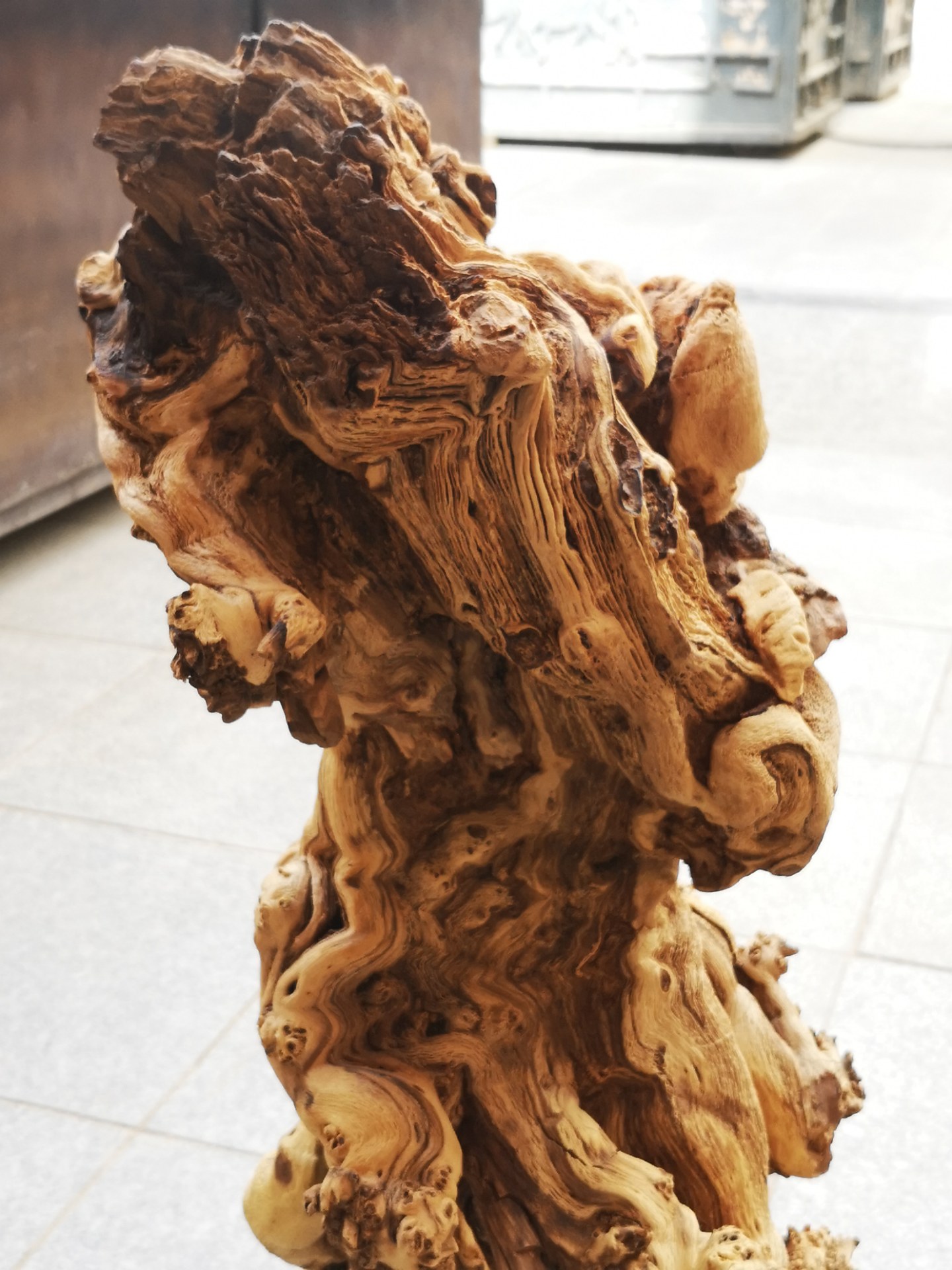 这"胡杨木"的根千姿百态太有欣赏价值了