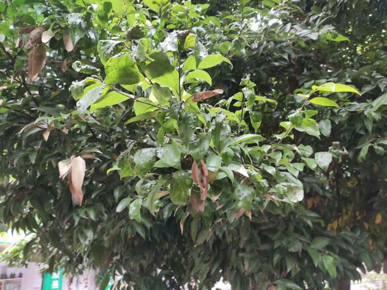 树叶上鼓起泡泡,就像人身上长得水痘,看起来有点不舒服.