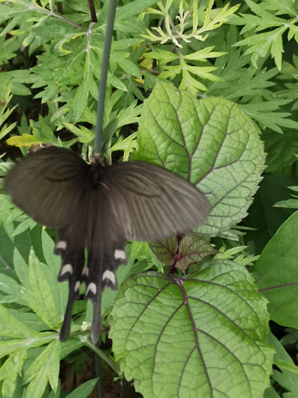 欣赏:一只黑蝴蝶翻飞的轨迹