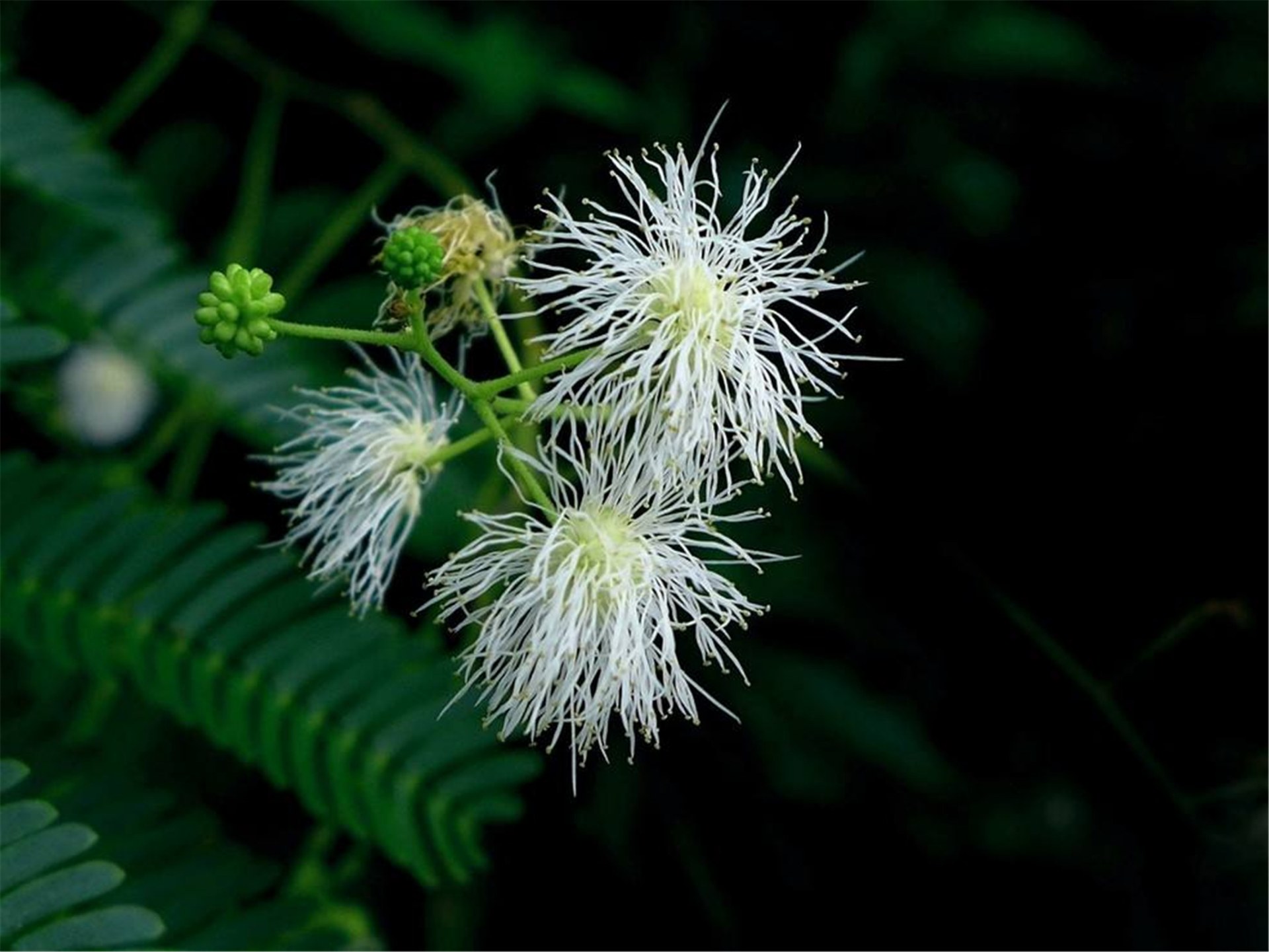 安岳大桥头边的银合欢