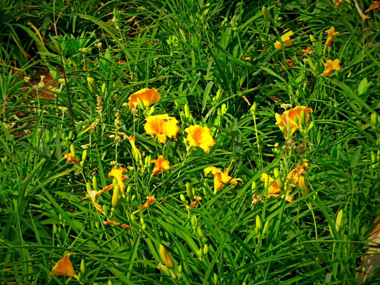 金娃娃萱草开花了