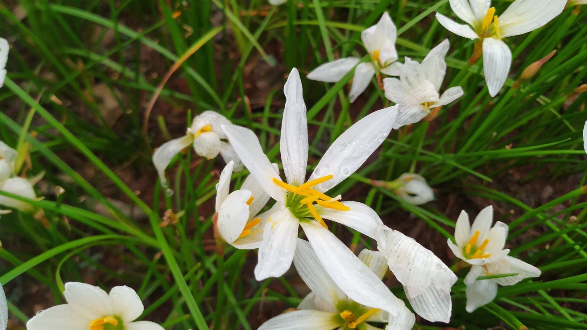 以前一直叫它独蒜花,原来它叫葱莲!
