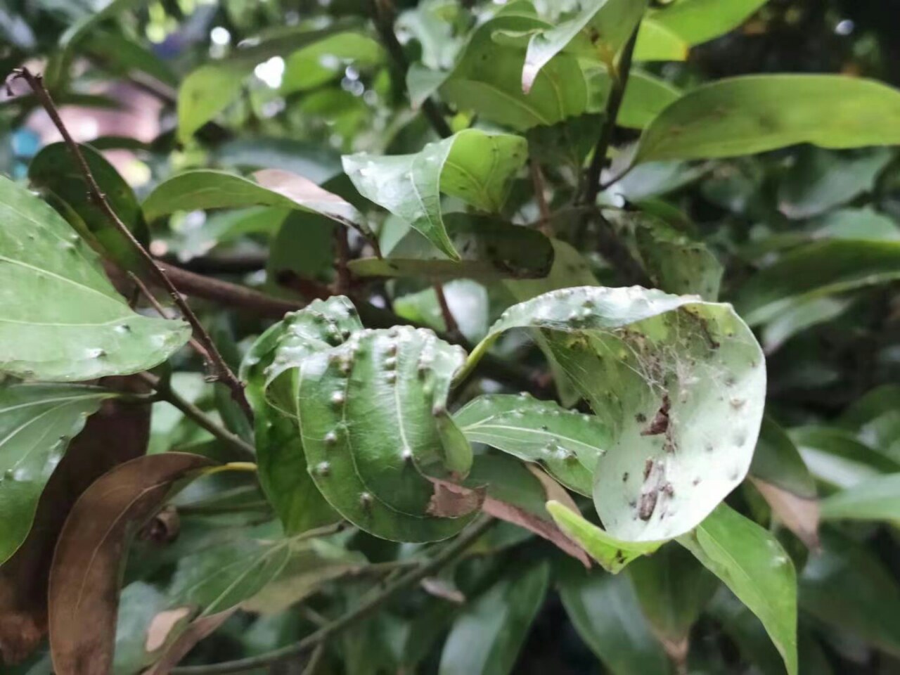 这树是遭了什么虫?