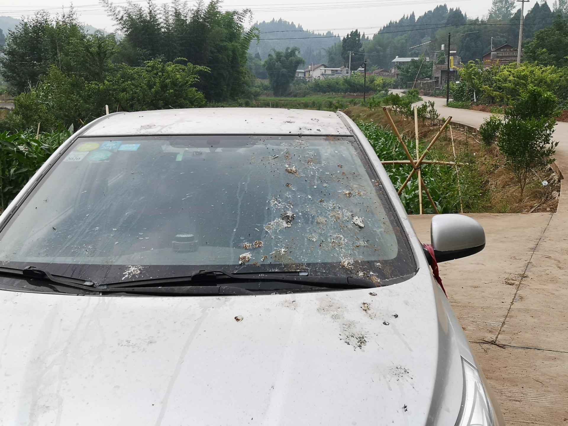 轿车在资阳乡村公路上停一夜,挡风玻璃上好多鸟屎