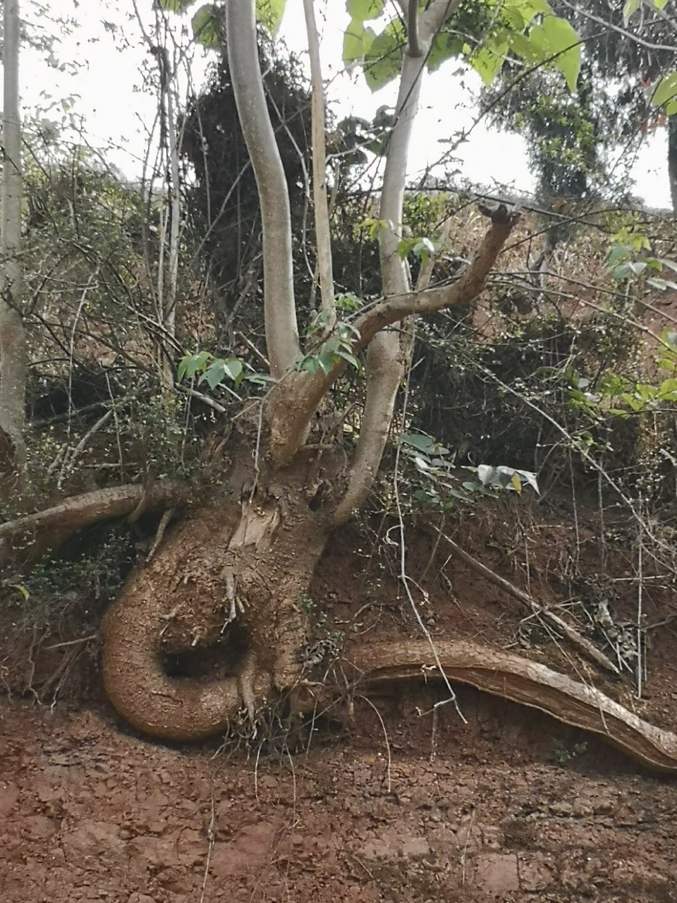 看看这树根有的说像龙,有的说像蛇,亲们觉得像什么呢?
