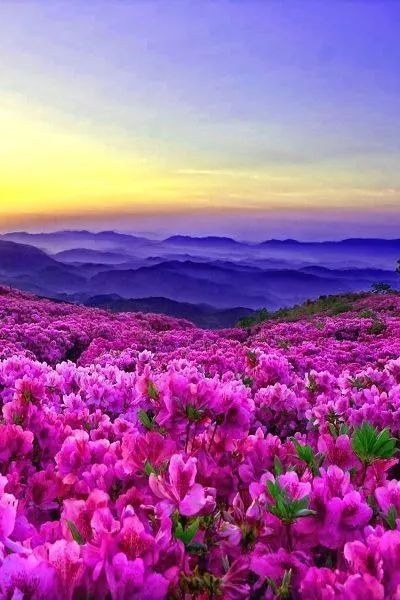 浪漫唯美的六月花海