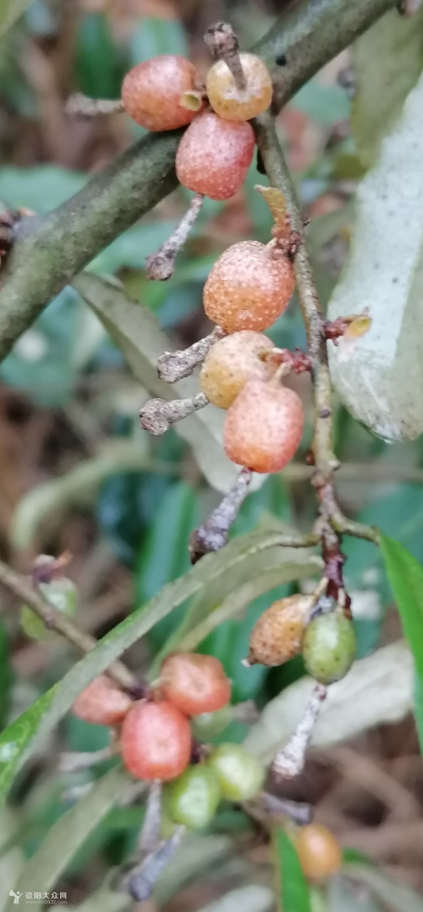 儿时记忆,你们有几个叫法,我们叫羊奶奶.