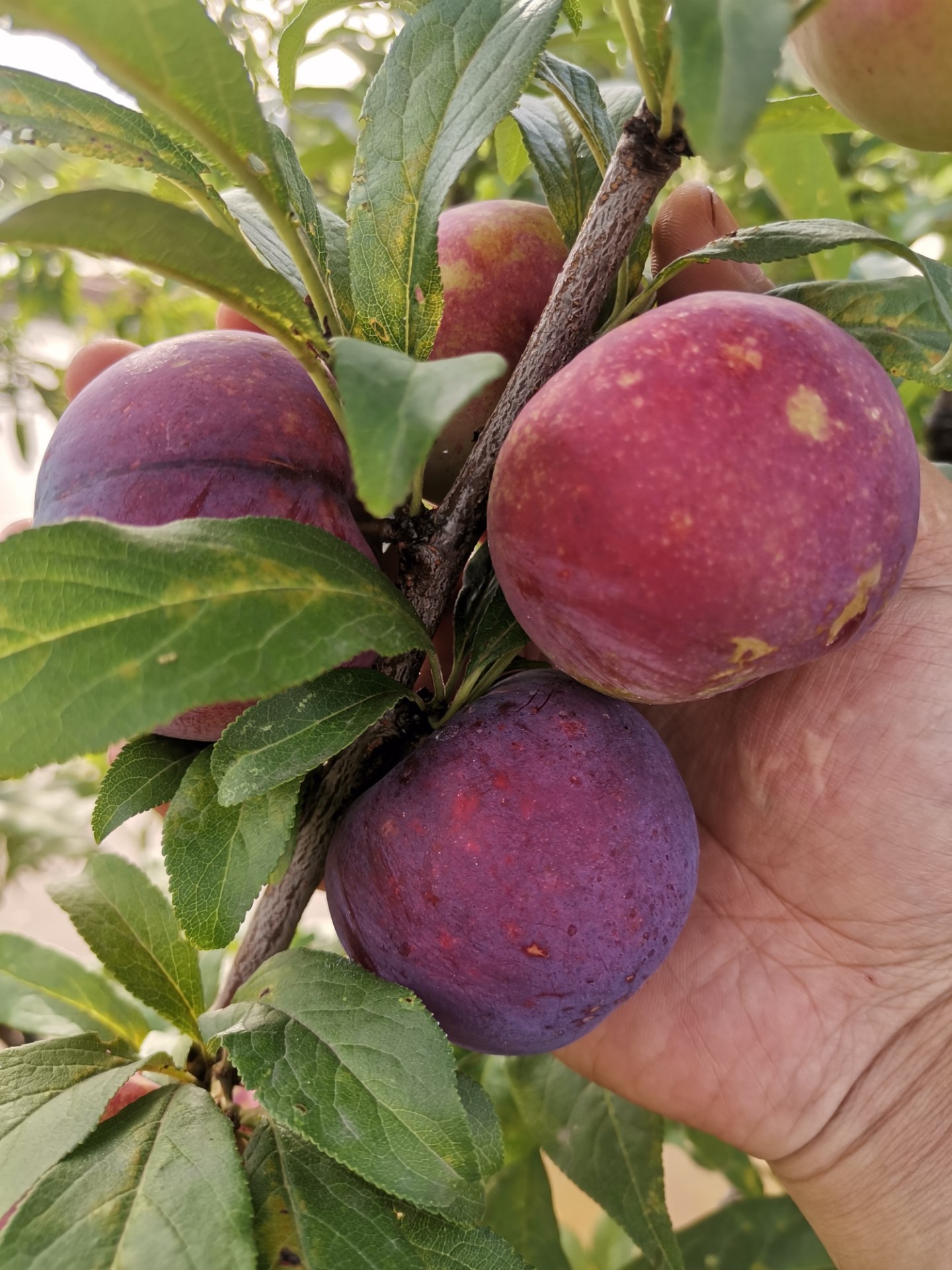 漂亮的黑布林李子