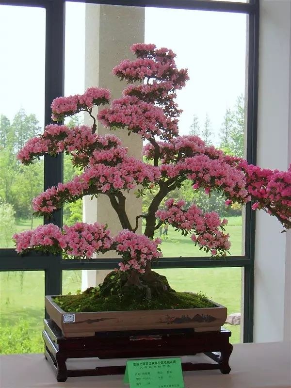 盆景花,好漂亮哦!