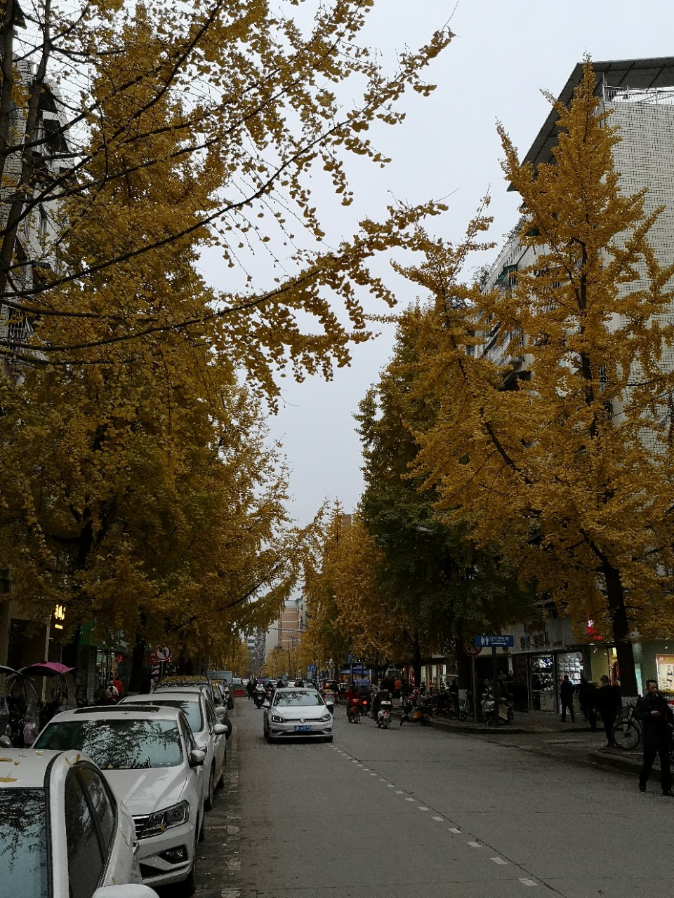 资阳大北街行道银杏树金灿灿的,你们去看过没有