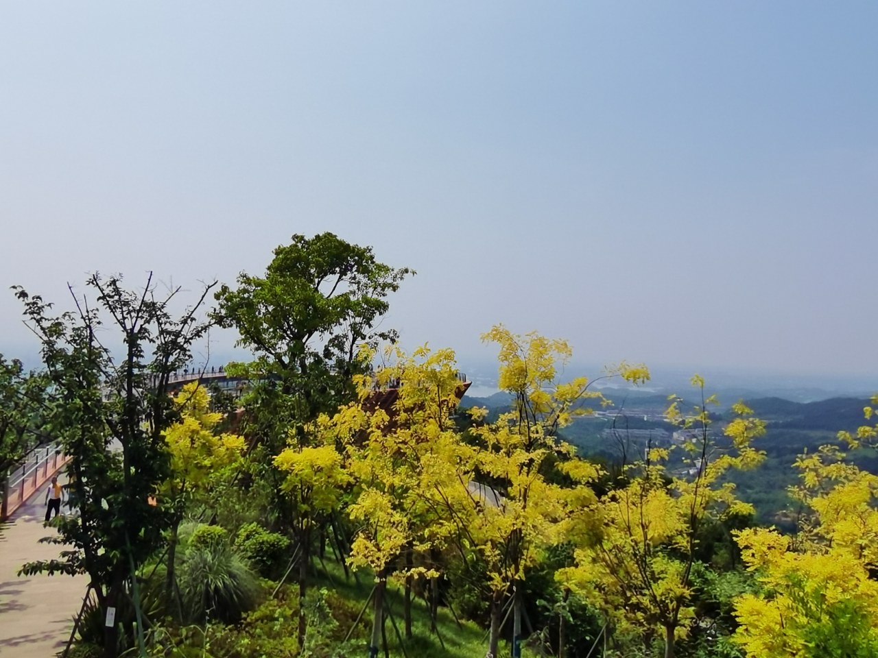 丹景山,称为龙泉山城市森林公园,但打造时间不久,说是森林,树木移植