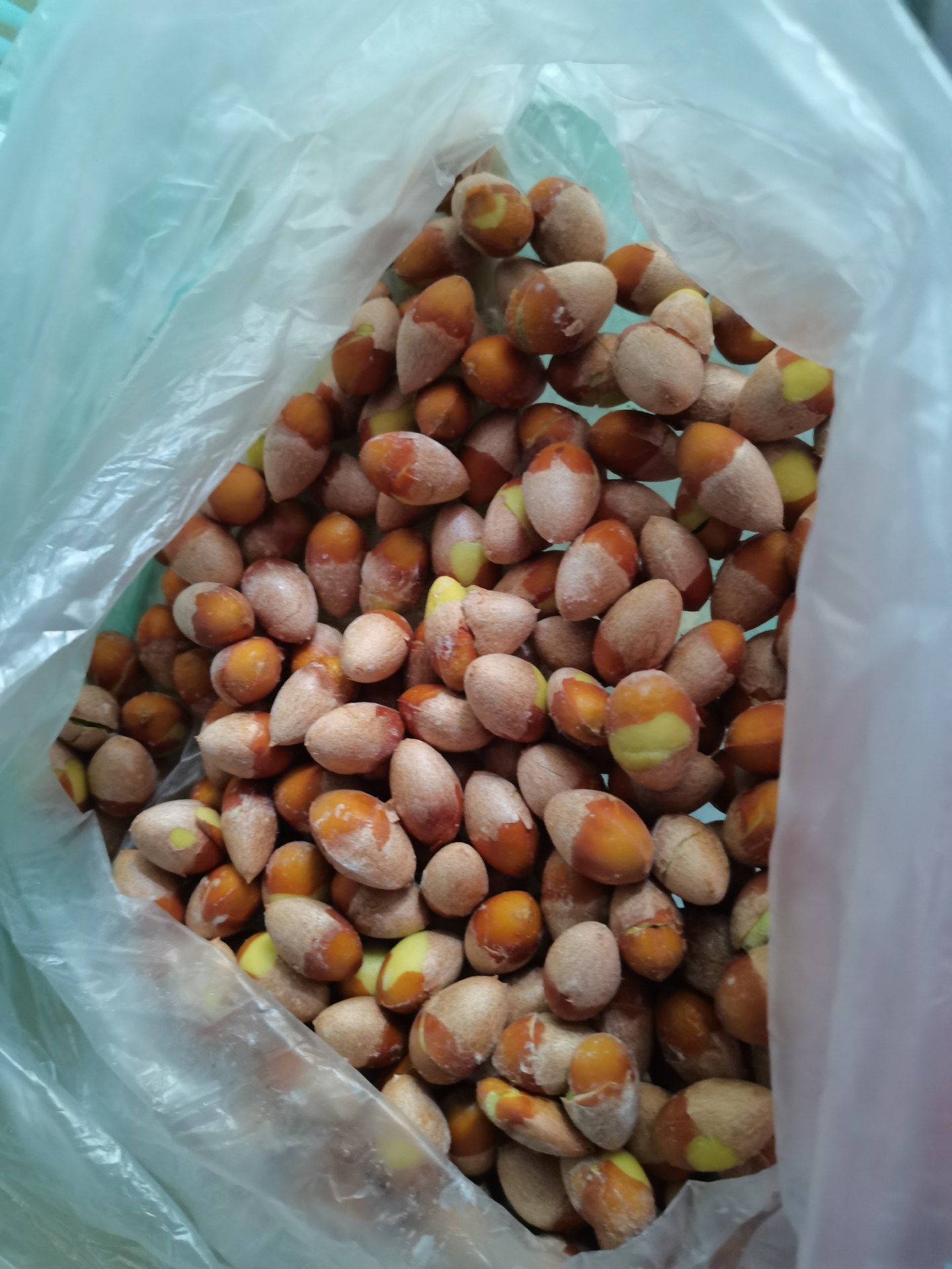 银杏果也成熟了,风吹雨打,落了一地,捡起来,捂几天,用脚踩稀烂外果肉