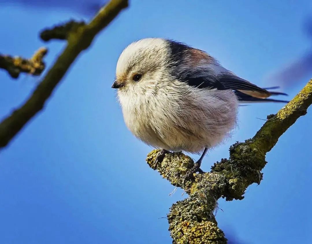 太萌了,胖嘟嘟的小鸟