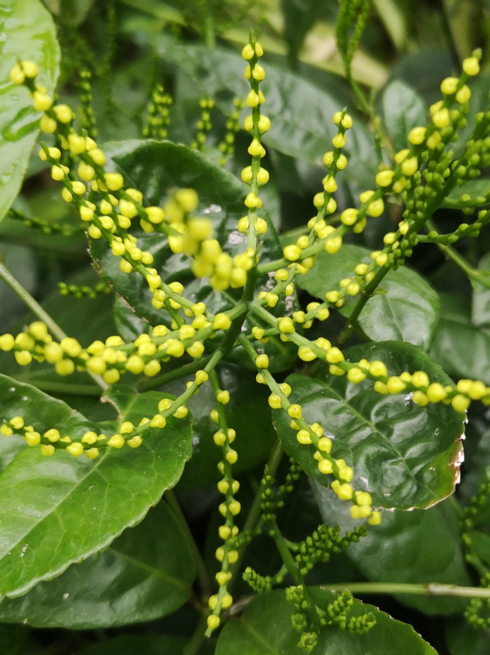 经了解农户才知道这是金粟兰花,这花我可是第一次看见.