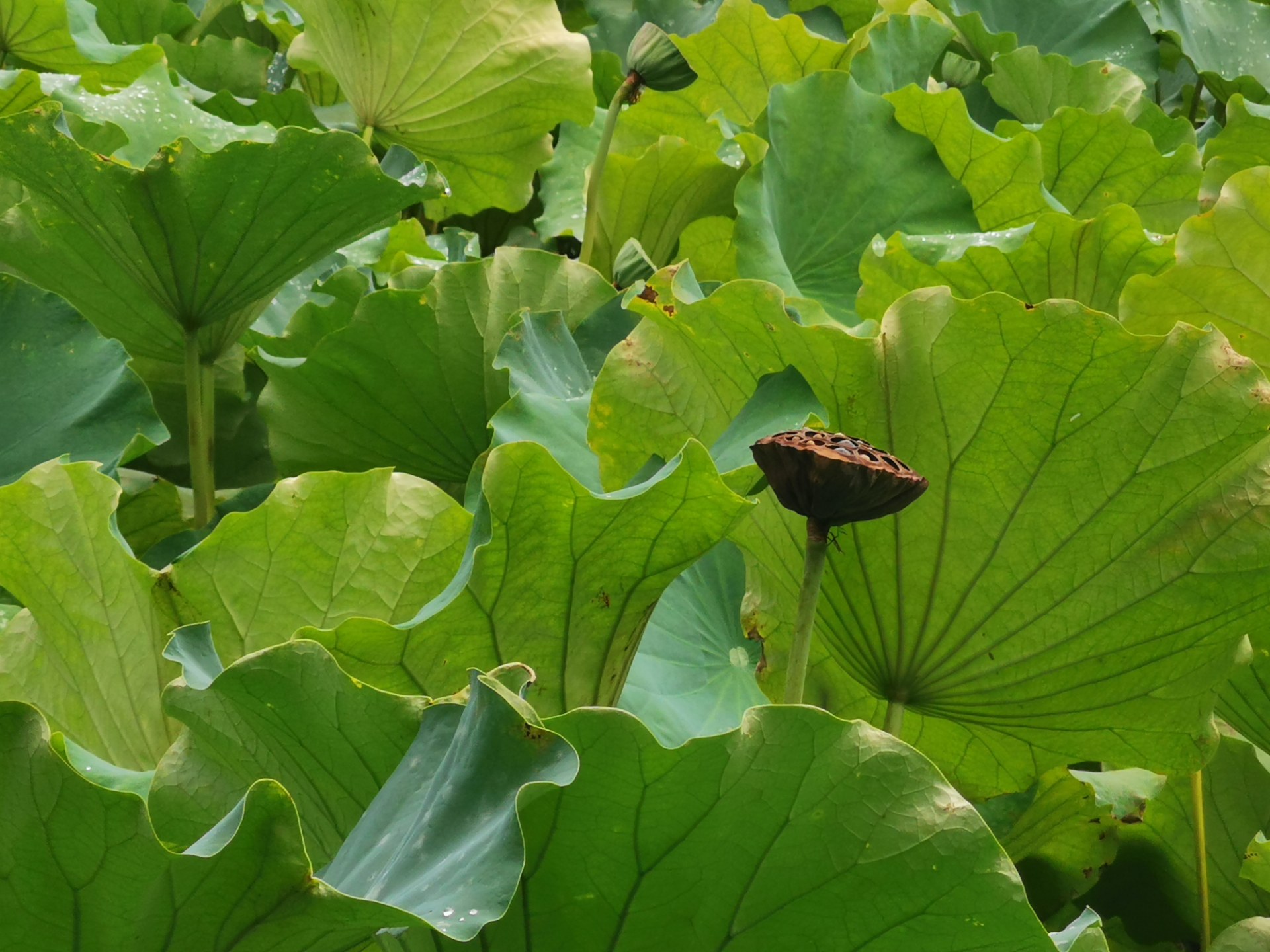 绵阳西山玉女湖,百年紫藤自成荫