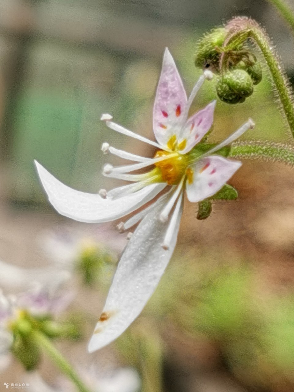 栽了一颗虎耳草.开花了.很小朵,不引人注意.细看,很有特色.
