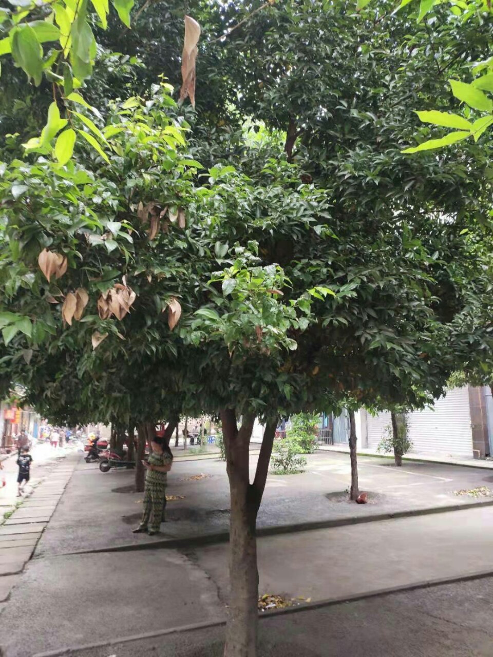 树叶上鼓起泡泡,就像人身上长得水痘,看起来有点不舒服.