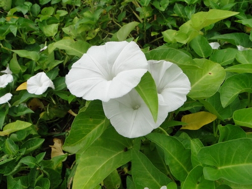 我们经常吃的藤藤菜,它居然还要开花,你们见过吗