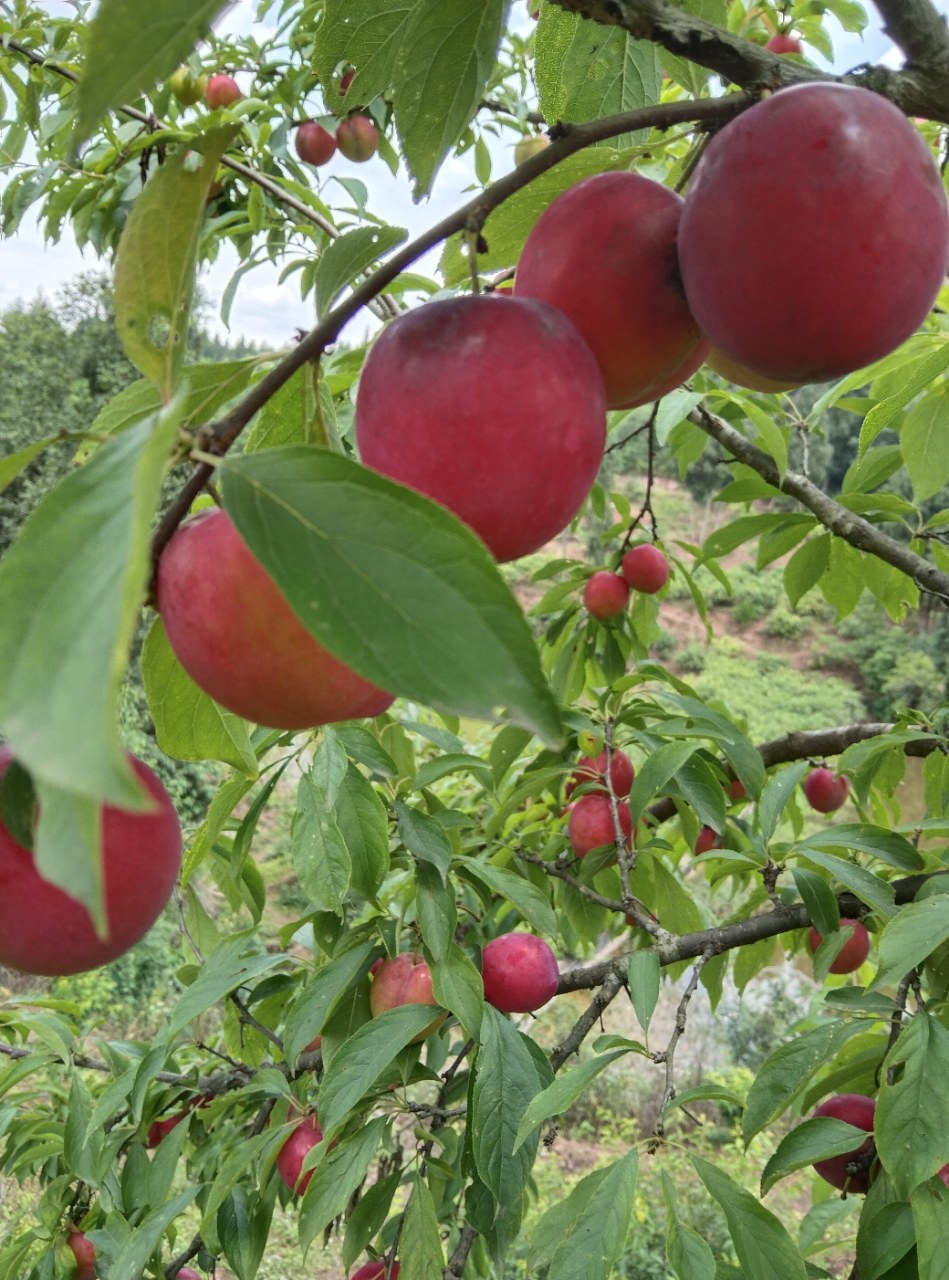最早的一批红李子熟了约吗?嘿嘿