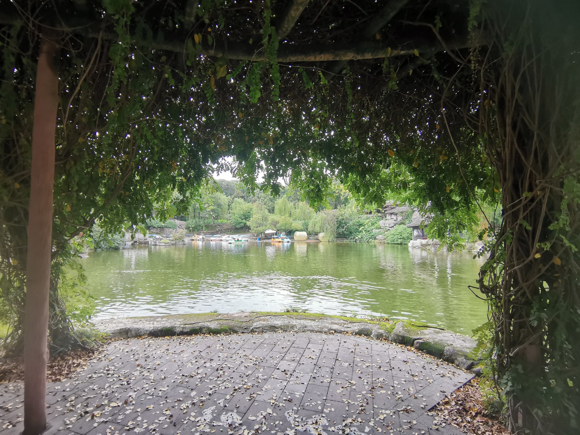 绵阳西山玉女湖,百年紫藤自成荫