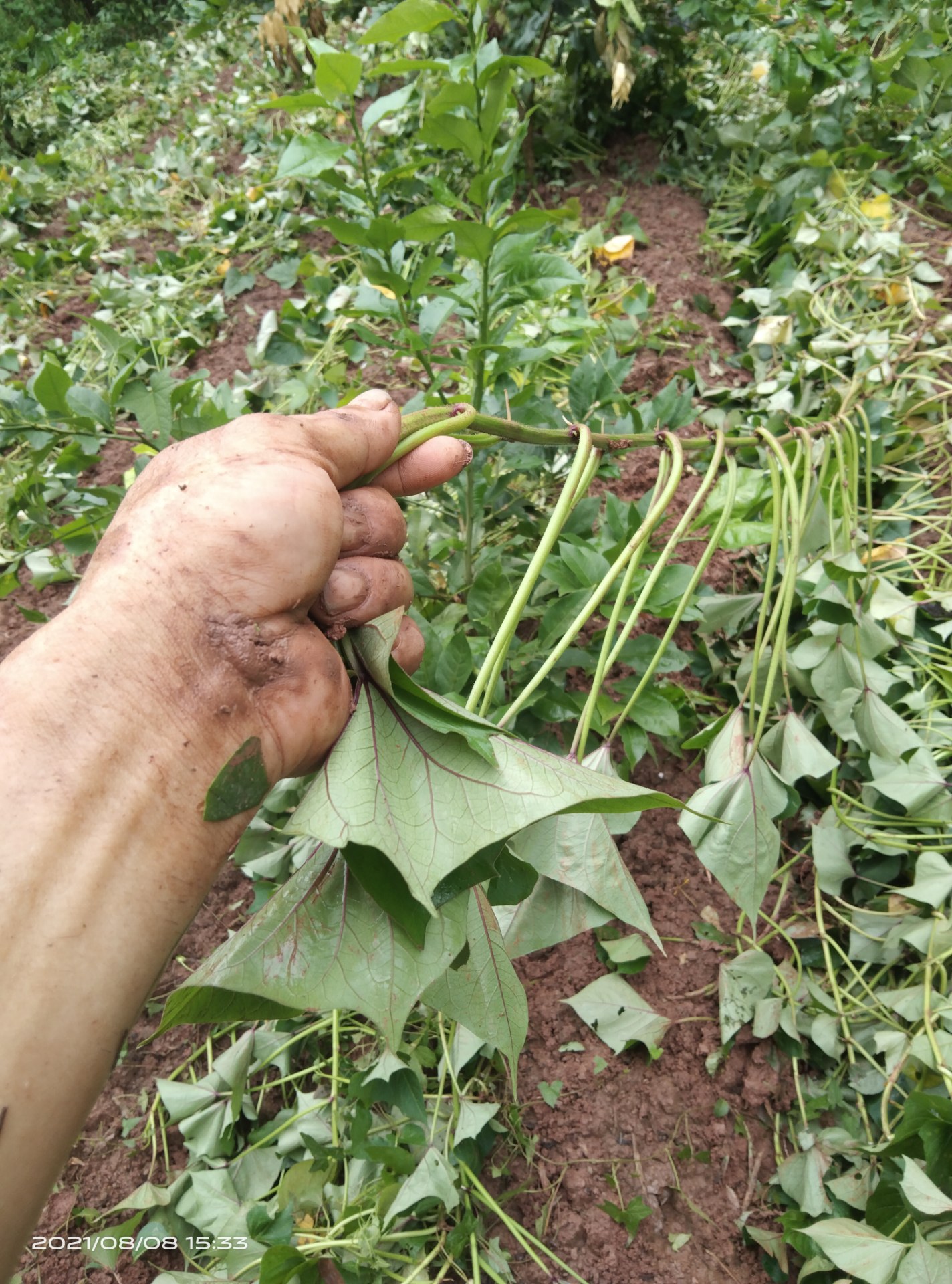 又是一年翻红苕季节