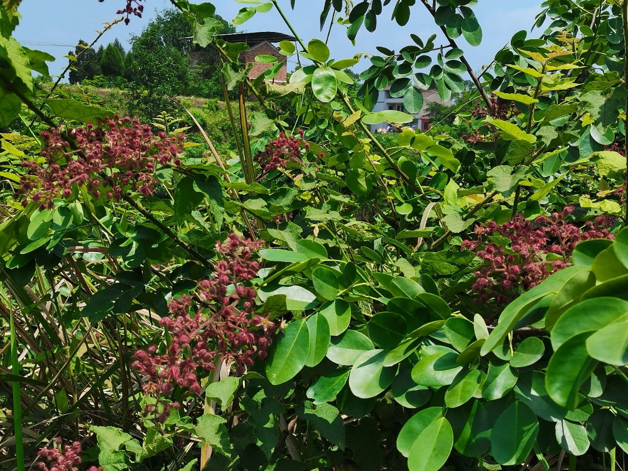 为什么叫"老虎泡"