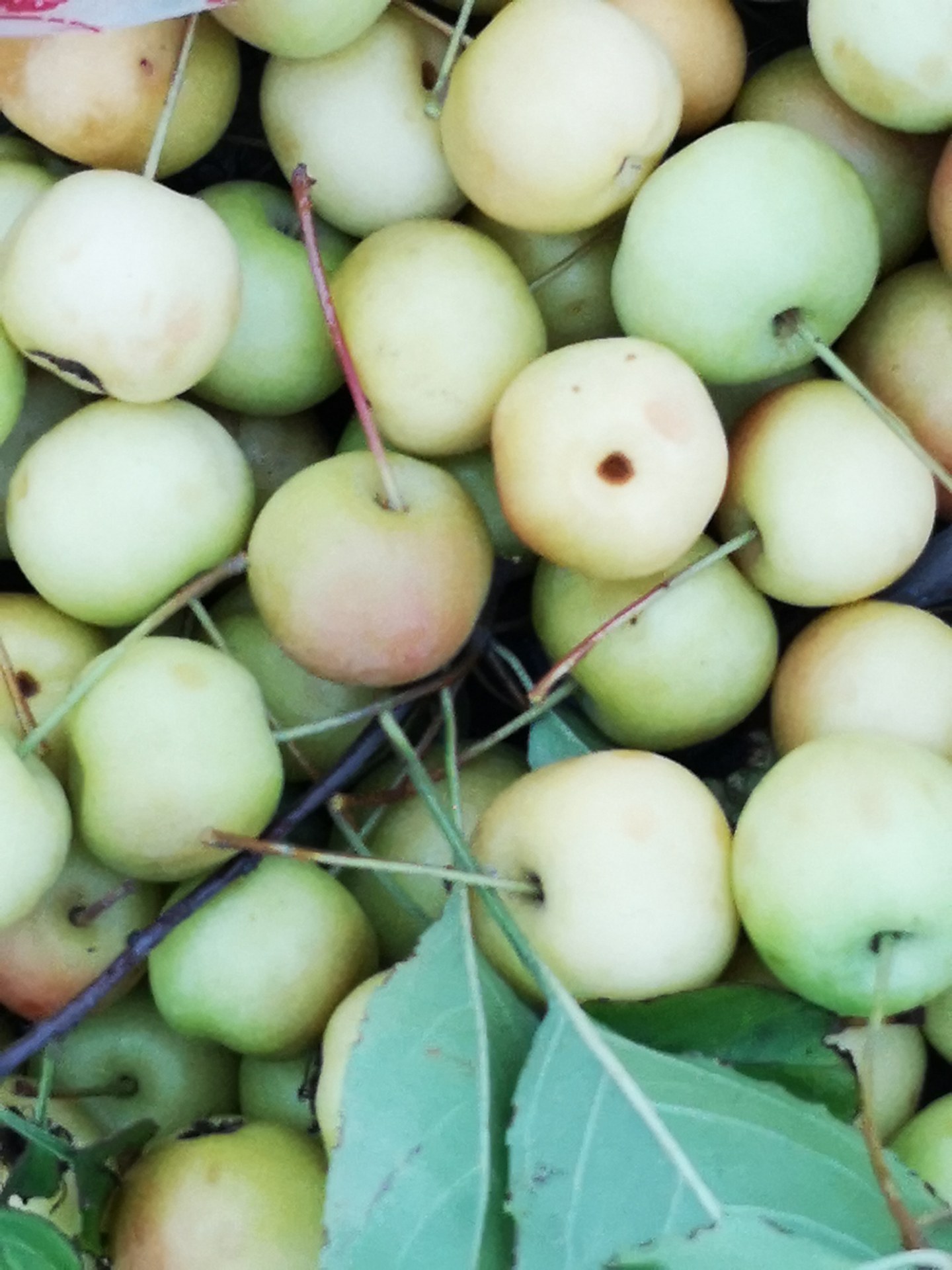 上午发帖酸苹果树硕果累累,晚饭后去看果果荡然无存