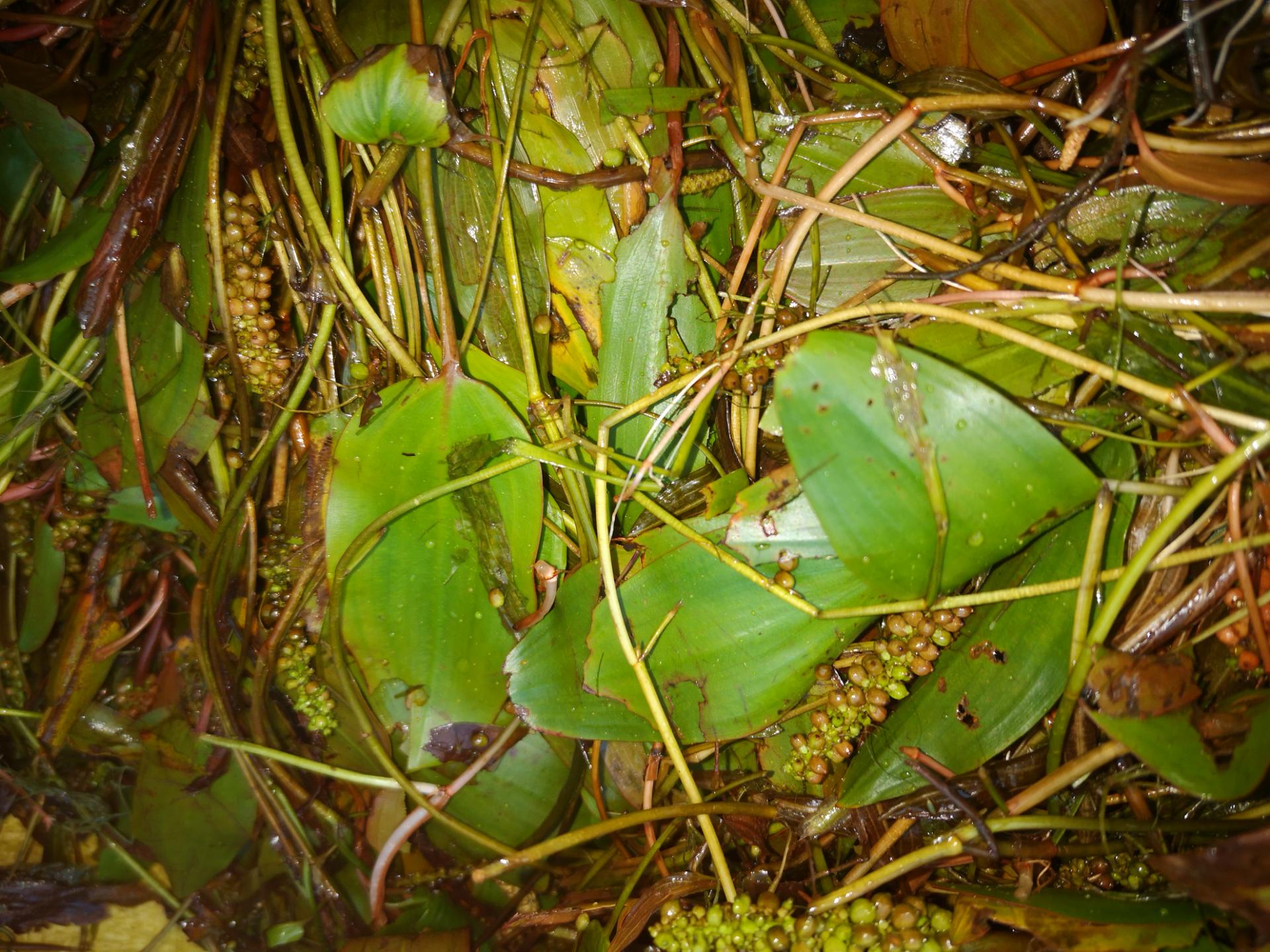 "水岸板"炖鸭子吃祛热散寒等,隆昌买这水草的人多哈