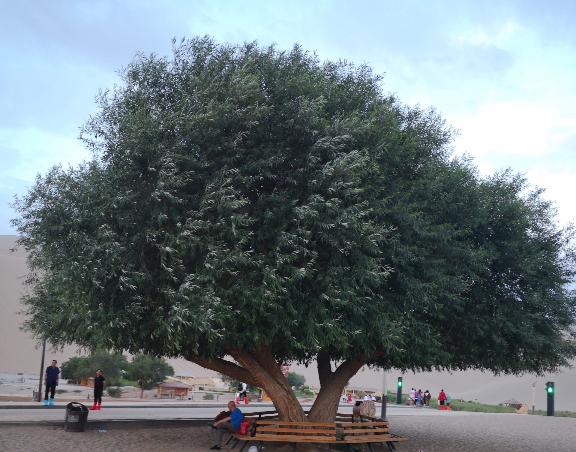 茫茫沙漠中的这棵大树,枝繁叶茂极其少见