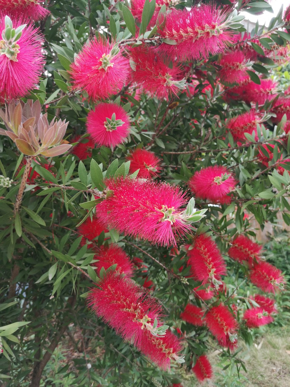 欣赏:鲜艳夺目的红千层花