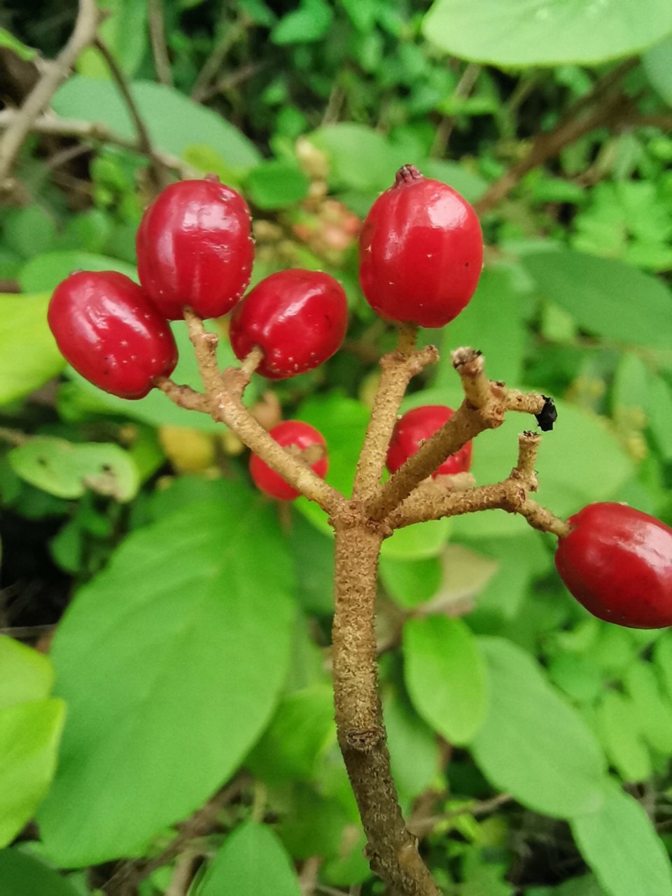 漂亮的烟管荚蒾