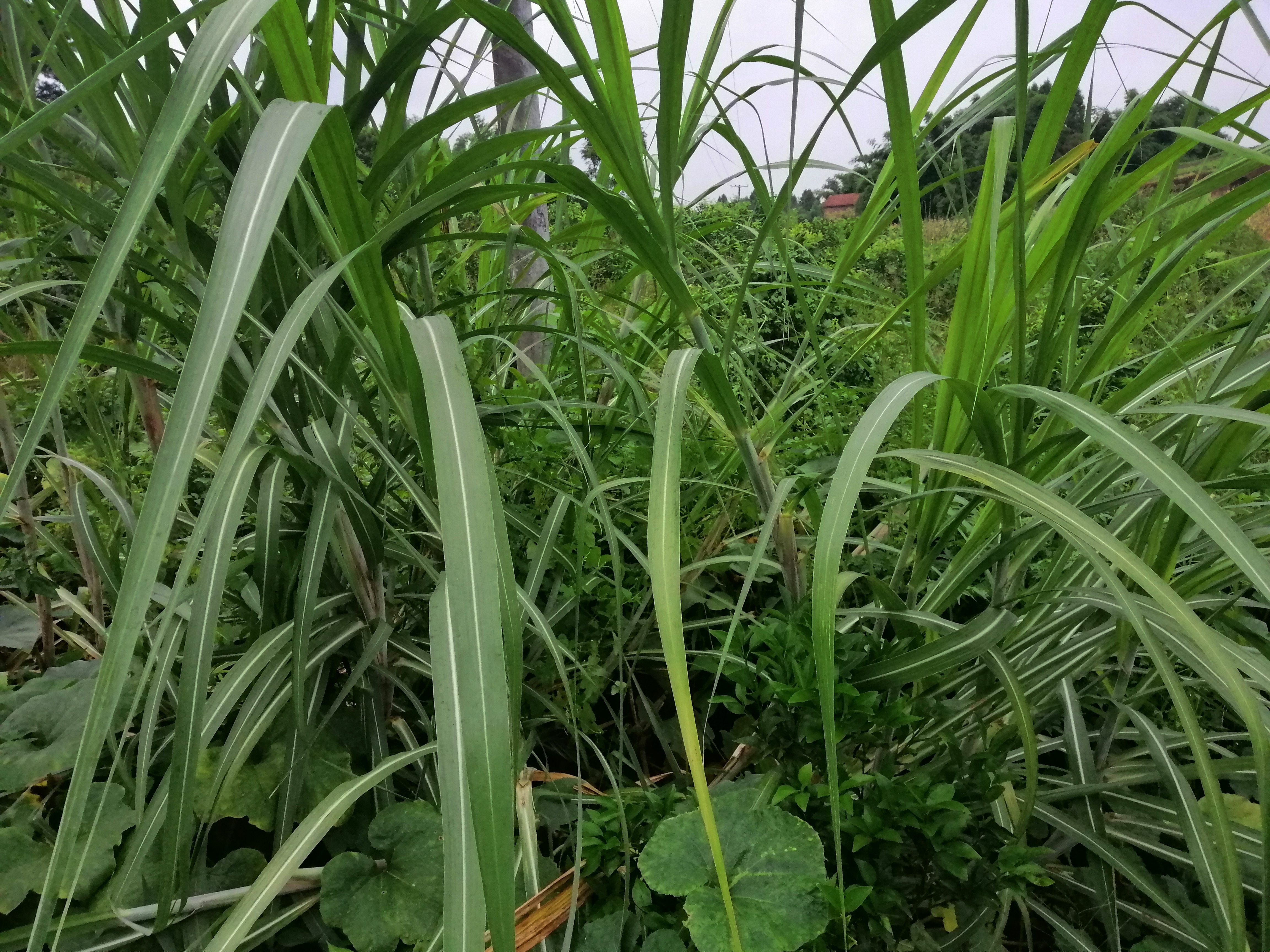 一根松脆甘甜的土甘蔗,满满都是儿时的美味记忆,南方独有的水果!