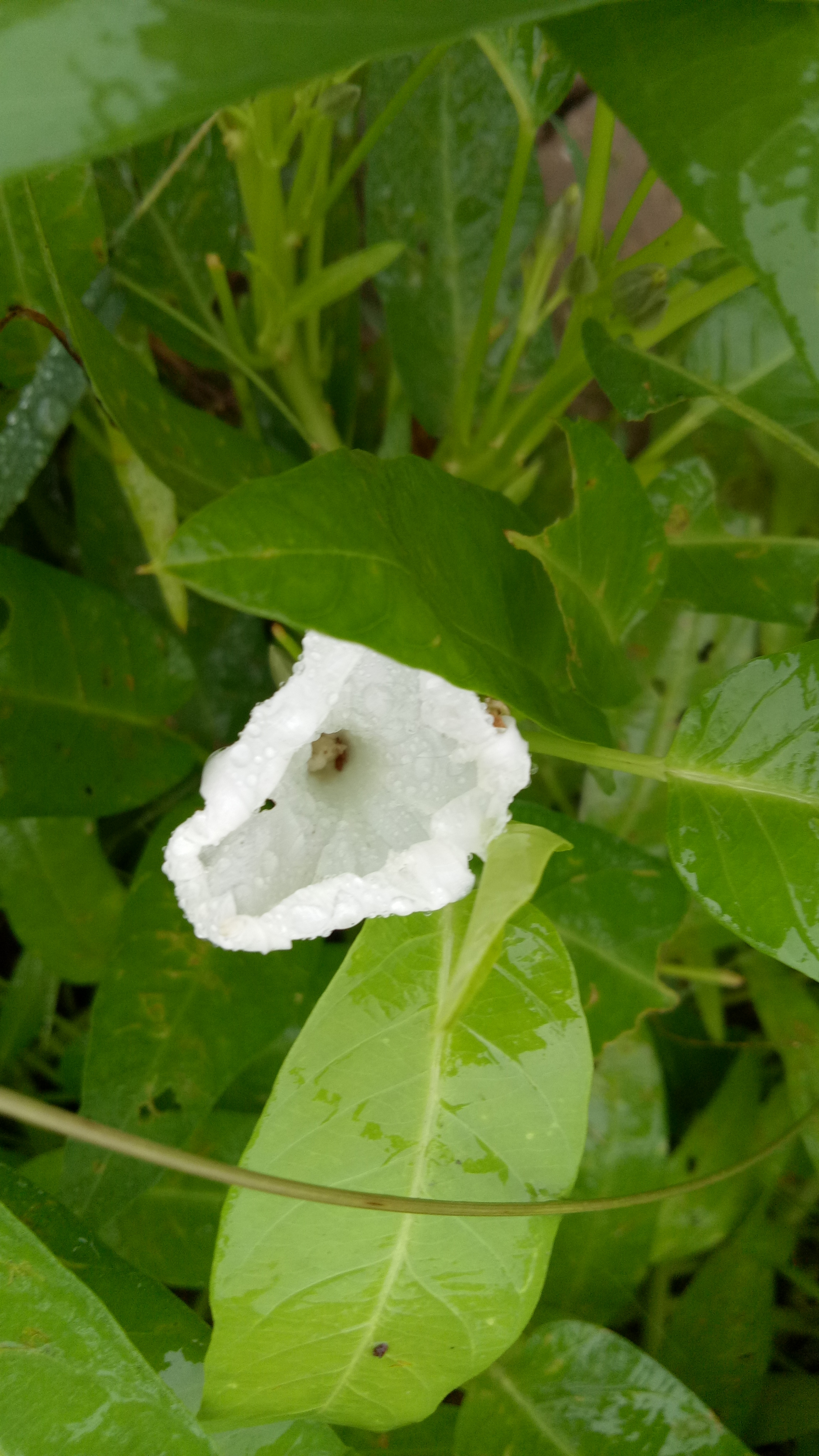 我们经常吃的藤藤菜,它居然还要开花,你们见过吗