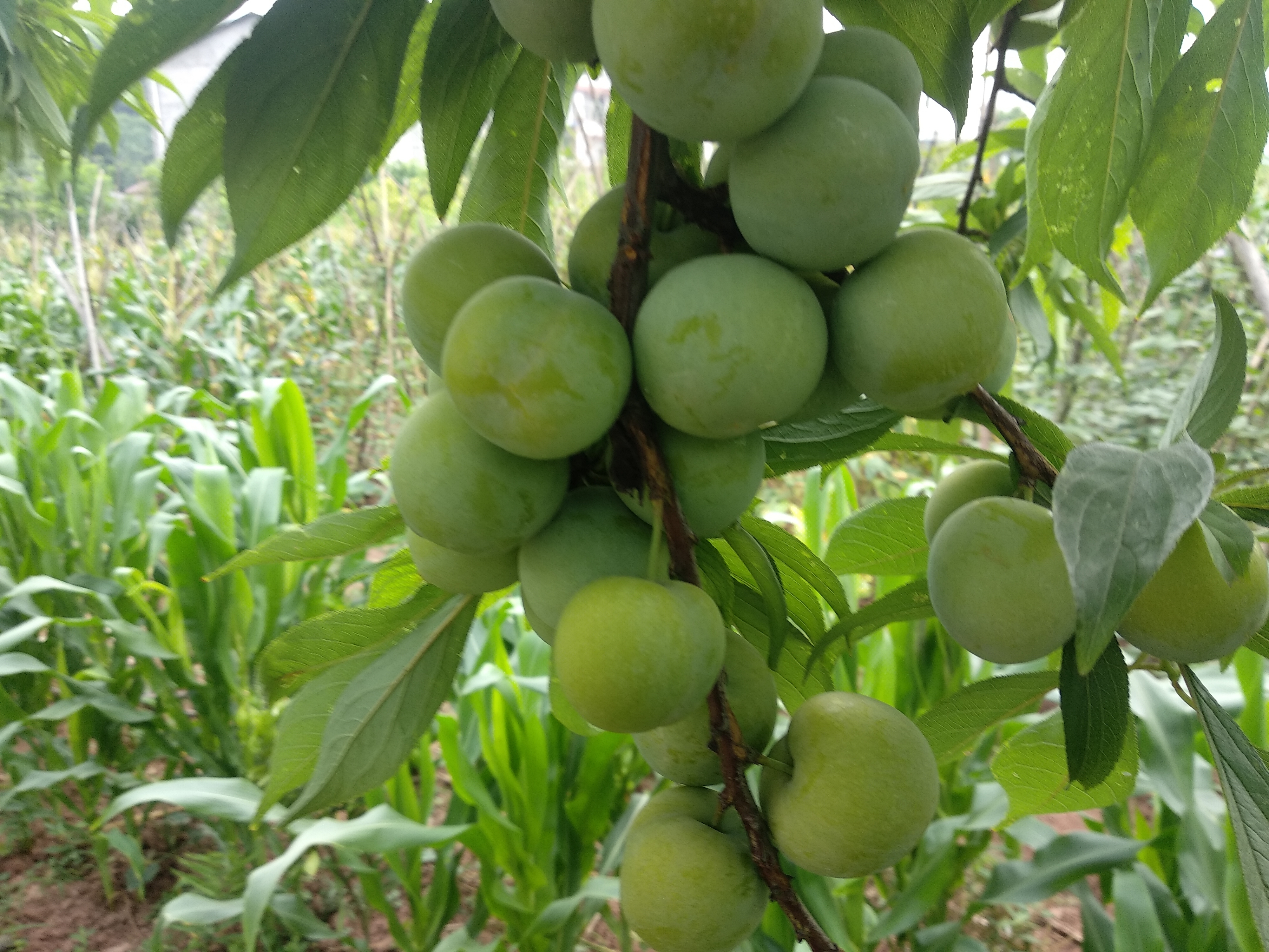 端午节吃李子,树上现摘现买新鲜!