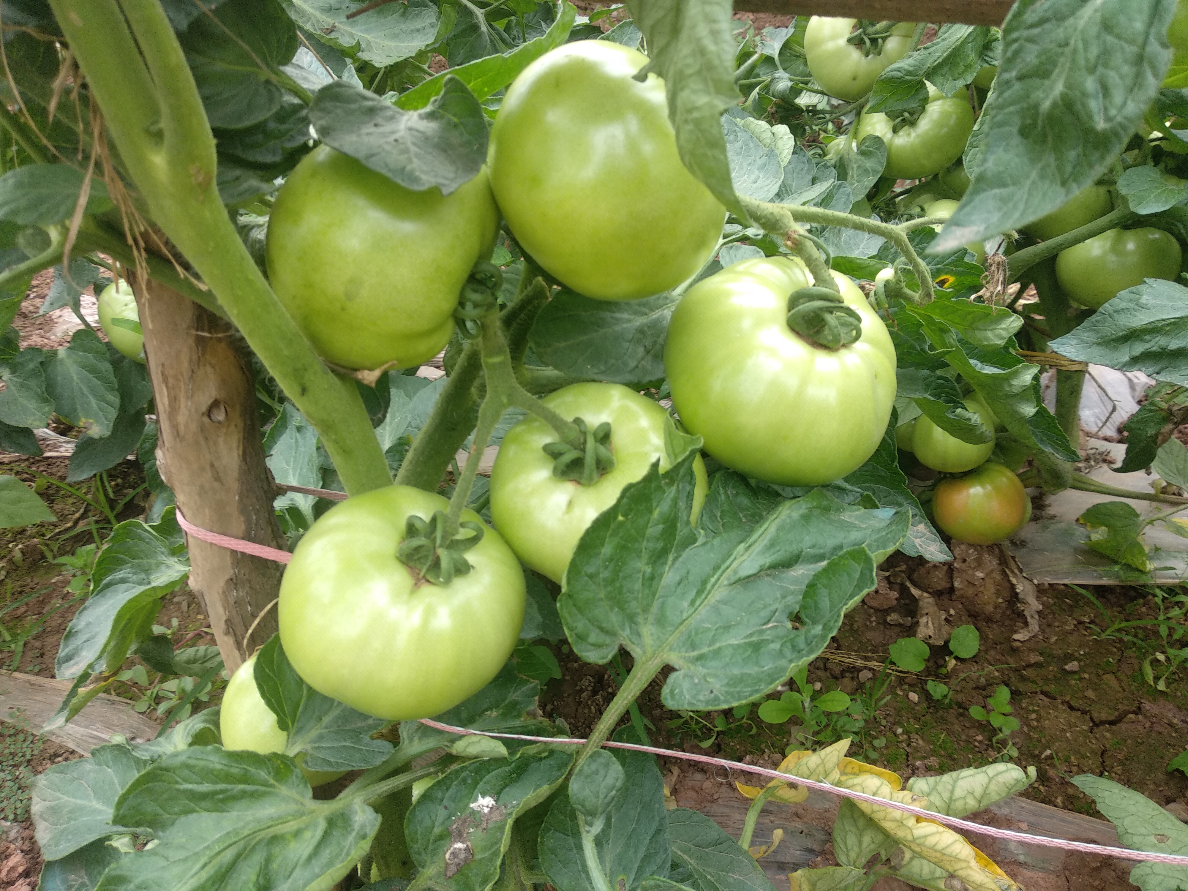 来看看,这番茄结果喜人!