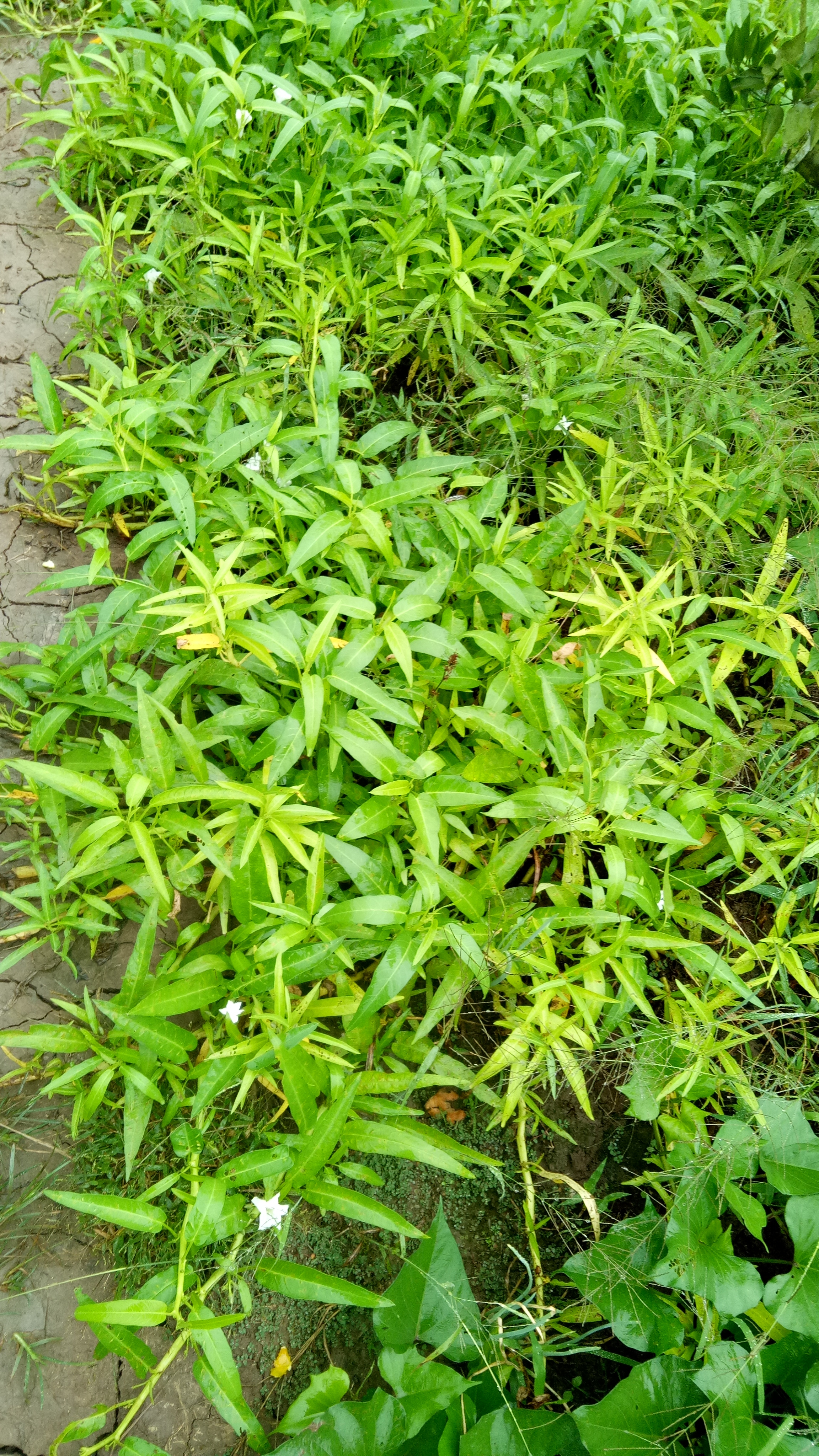 我们经常吃的"藤藤菜",它居然还要开花,你们见过吗